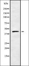 Cyclin I antibody, orb336211, Biorbyt, Western Blot image 