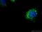 Serologically defined colon cancer antigen 8 antibody, 13471-1-AP, Proteintech Group, Immunofluorescence image 