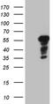 POZ-, AT hook-, and zinc finger-containing protein 1 antibody, TA809258S, Origene, Western Blot image 