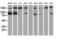 ATR-interacting protein antibody, M03862, Boster Biological Technology, Western Blot image 