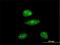 Hairy/enhancer-of-split related with YRPW motif protein 1 antibody, H00023462-M01, Novus Biologicals, Immunofluorescence image 