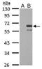Coagulation Factor X antibody, TA308876, Origene, Western Blot image 