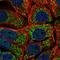 Mitochondrial Ribosomal Protein S11 antibody, HPA050345, Atlas Antibodies, Immunocytochemistry image 