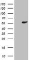 Pellino E3 Ubiquitin Protein Ligase 1 antibody, TA807519, Origene, Western Blot image 
