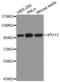 Importin 13 antibody, MBS129489, MyBioSource, Western Blot image 