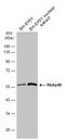 RB Binding Protein 4, Chromatin Remodeling Factor antibody, GTX70232, GeneTex, Western Blot image 
