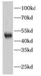 GATA Binding Protein 3 antibody, FNab03362, FineTest, Western Blot image 