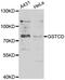 Glutathione S-transferase C-terminal domain-containing protein antibody, orb247841, Biorbyt, Western Blot image 