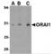 ORAI Calcium Release-Activated Calcium Modulator 1 antibody, TA306452, Origene, Western Blot image 