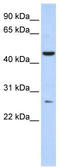 Adenylate Kinase 9 antibody, TA333503, Origene, Western Blot image 