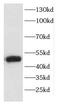PFC antibody, FNab01622, FineTest, Western Blot image 