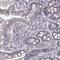 IQ Motif Containing G antibody, HPA051981, Atlas Antibodies, Immunohistochemistry frozen image 