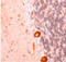 GluA2 antibody, ADI-905-414-1, Enzo Life Sciences, Immunohistochemistry frozen image 