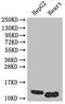 WAP Four-Disulfide Core Domain 2 antibody, A51925-100, Epigentek, Western Blot image 