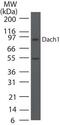 Dachshund Family Transcription Factor 1 antibody, PA5-23483, Invitrogen Antibodies, Western Blot image 