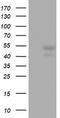 CD5 Molecule antibody, LS-C336556, Lifespan Biosciences, Western Blot image 