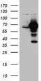 Glyceronephosphate O-Acyltransferase antibody, CF811144, Origene, Western Blot image 