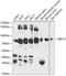 ATP Binding Cassette Subfamily F Member 2 antibody, 14-504, ProSci, Western Blot image 