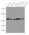 Vinculin antibody, 66305-1-Ig, Proteintech Group, Western Blot image 
