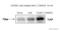 Yes Associated Protein 1 antibody, ab52771, Abcam, Western Blot image 