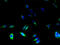 Tetraspanin 31 antibody, A50933-100, Epigentek, Immunofluorescence image 