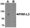 Piwi-like protein 3 antibody, NBP1-76490, Novus Biologicals, Western Blot image 