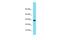 H2B Histone Family Member M antibody, PA5-70827, Invitrogen Antibodies, Western Blot image 