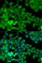 LOC342293 antibody, orb325091, Biorbyt, Immunocytochemistry image 