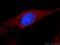 Aldehyde Dehydrogenase 1 Family Member A1 antibody, 60171-1-Ig, Proteintech Group, Immunofluorescence image 