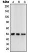 Opioid Receptor Delta 1 antibody, LS-C352622, Lifespan Biosciences, Western Blot image 