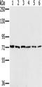 NUMB Endocytic Adaptor Protein antibody, TA350244, Origene, Western Blot image 