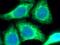 Prolyl 4-Hydroxylase Subunit Beta antibody, 66422-1-Ig, Proteintech Group, Immunofluorescence image 
