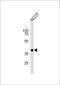 Developmental pluripotency-associated protein 4 antibody, M10283, Boster Biological Technology, Western Blot image 