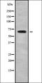 Sodium- and chloride-dependent GABA transporter 2 antibody, orb338718, Biorbyt, Western Blot image 