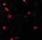 RILP-like protein 2 antibody, orb137315, Biorbyt, Immunofluorescence image 