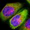 HSN antibody, HPA005723, Atlas Antibodies, Immunofluorescence image 