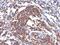 Vimentin antibody, MBS438194, MyBioSource, Immunohistochemistry frozen image 