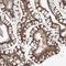 Coiled-Coil Domain Containing 18 antibody, HPA028035, Atlas Antibodies, Immunohistochemistry frozen image 