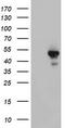 Serine/Threonine Kinase 11 antibody, LS-C799518, Lifespan Biosciences, Western Blot image 