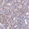 Transmembrane Protein 263 antibody, NBP1-81182, Novus Biologicals, Immunohistochemistry frozen image 