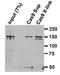 Cas9 antibody, NBP2-36440, Novus Biologicals, Immunoprecipitation image 