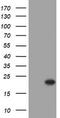 Crystallin Alpha A antibody, TA505453, Origene, Western Blot image 