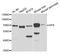 HPX antibody, TA332782, Origene, Western Blot image 