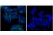 ETS Proto-Oncogene 2, Transcription Factor antibody, 66476S, Cell Signaling Technology, Immunofluorescence image 