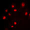 Splicing Factor 1 antibody, GTX55031, GeneTex, Immunofluorescence image 