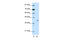 Homeobox-containing protein 1 antibody, 29-090, ProSci, Western Blot image 