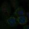 Mitochondrial Fission Process 1 antibody, NBP2-57803, Novus Biologicals, Immunocytochemistry image 