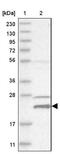 Histidine Triad Nucleotide Binding Protein 3 antibody, NBP1-81981, Novus Biologicals, Western Blot image 