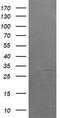 Armadillo Repeat Containing 1 antibody, LS-C174311, Lifespan Biosciences, Western Blot image 