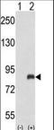 G Protein-Coupled Receptor Kinase 3 antibody, LS-C156117, Lifespan Biosciences, Western Blot image 